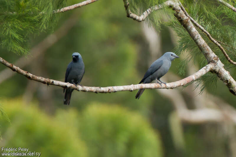 Boyer's Cuckooshrikeadult, habitat