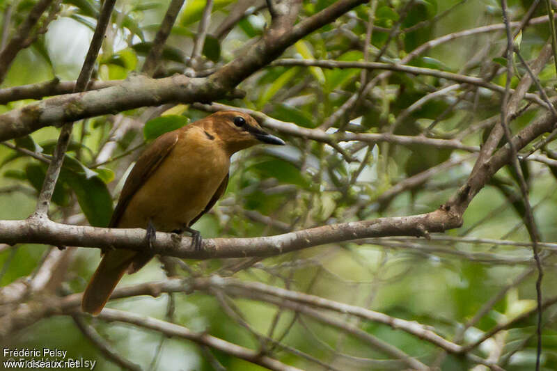 Black Cicadabird female adult