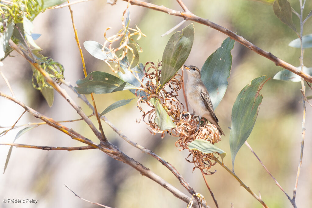 Échenilleur tricolore