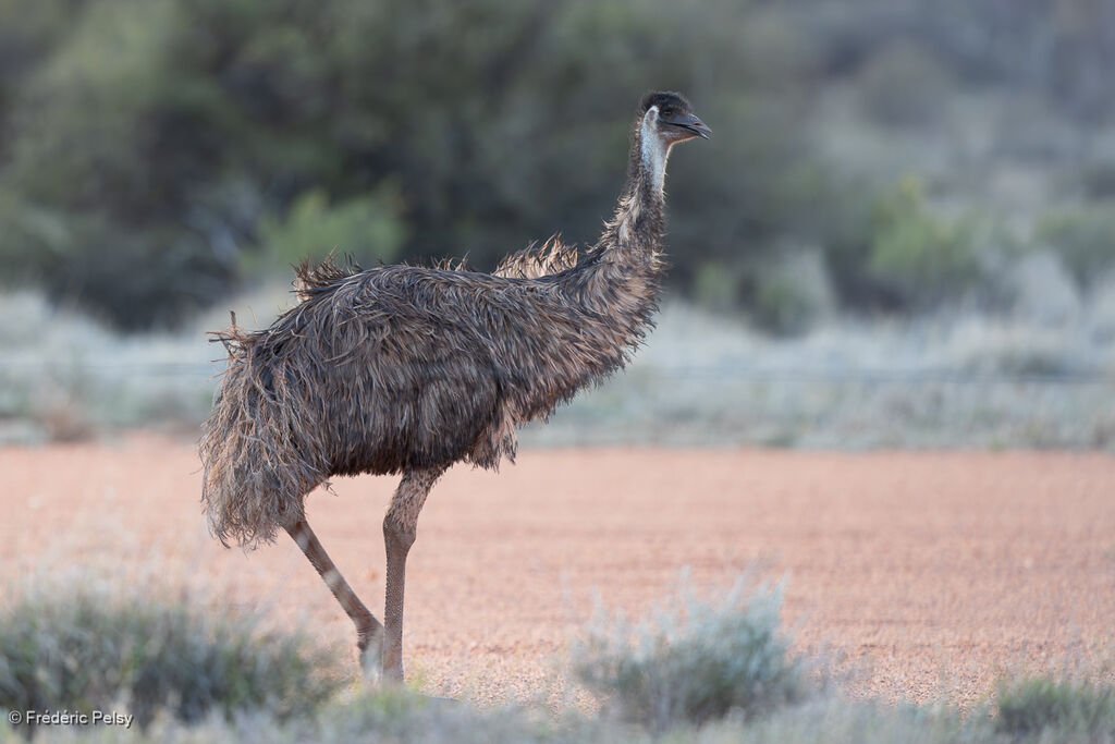 Emu