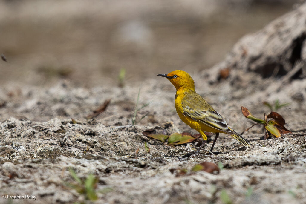 Epthianure à collier