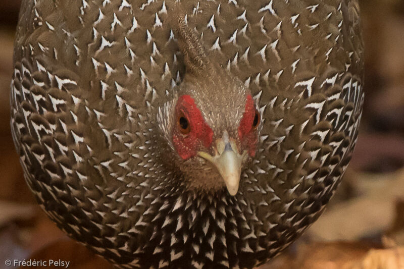 Faisan leucomèle femelle adulte, portrait