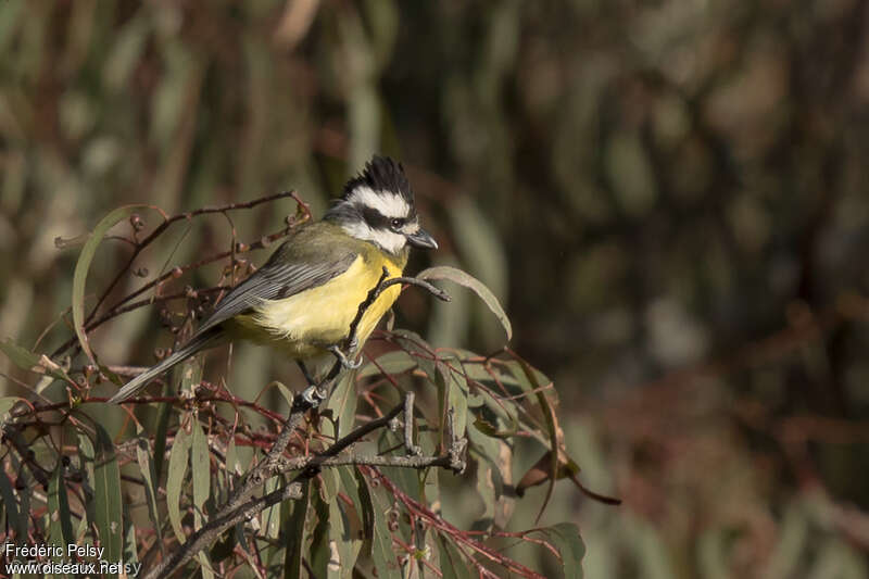 Eastern Shriketit female adult, identification