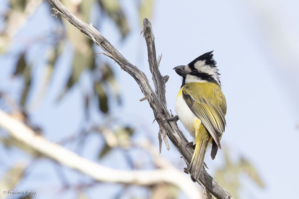 Western Shriketit