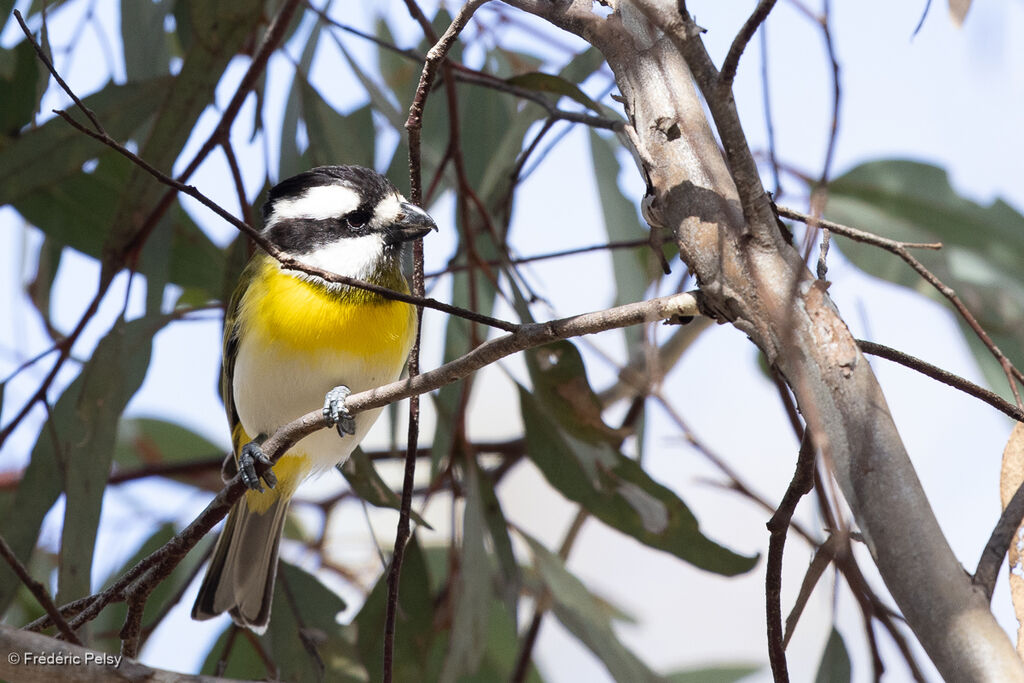 Western Shriketit