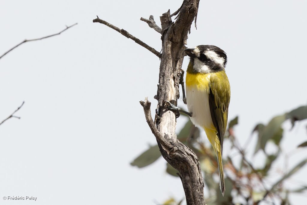 Western Shriketit
