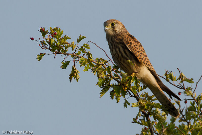 Common Kestreljuvenile