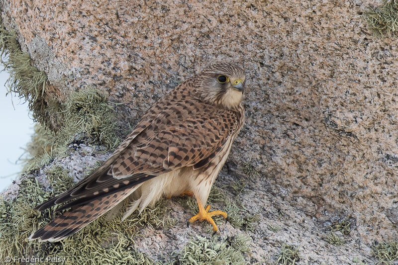 Common Kestrel female First year