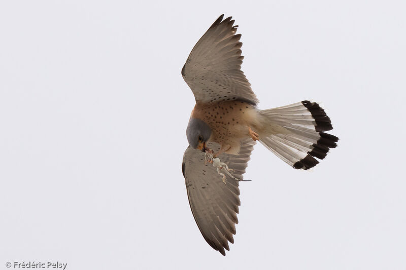 Lesser Kestrel male adult, Flight, eats