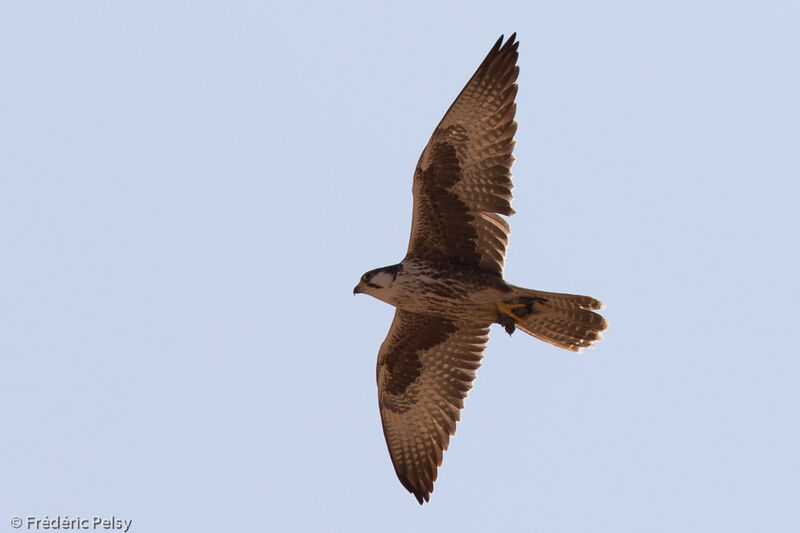 Faucon laggar, Vol, pêche/chasse