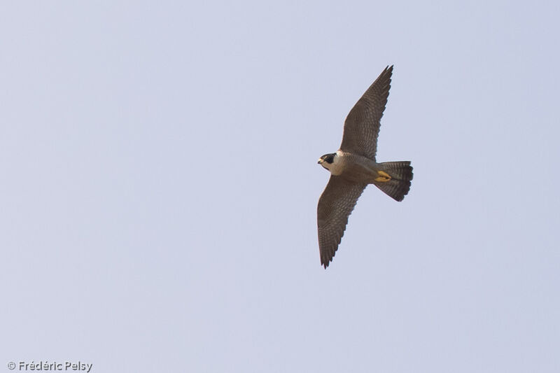 Peregrine Falcon