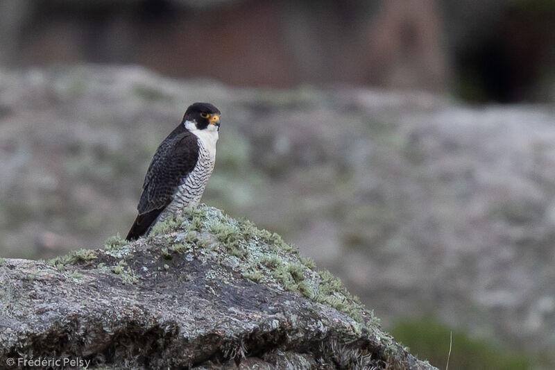 Peregrine Falcon