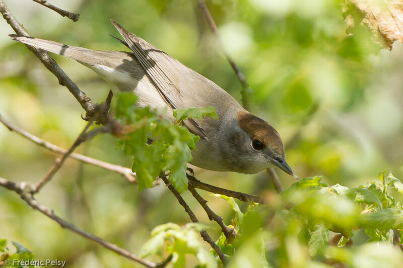 Eurasian Blackcap female adult