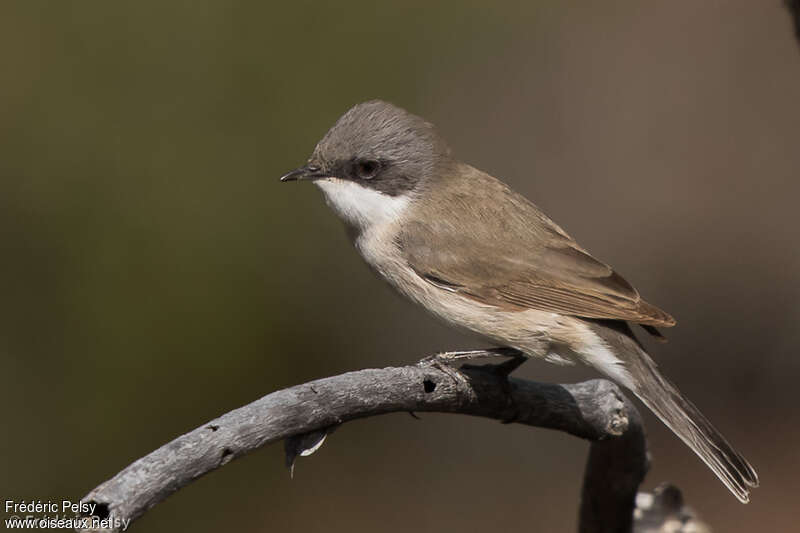 Lesser Whitethroatadult breeding, identification