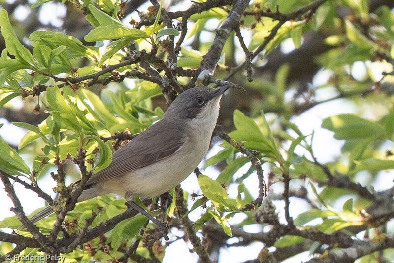 Lesser Whitethroat