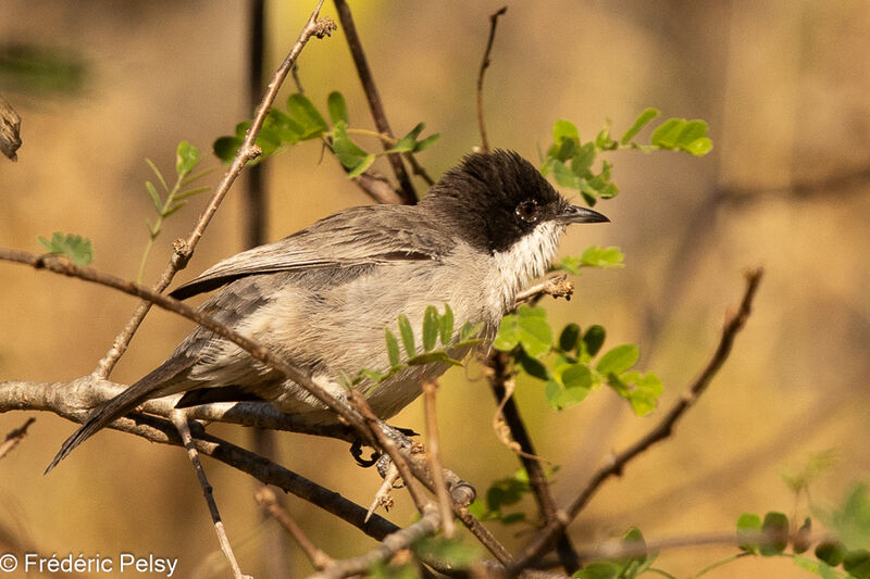 Arabian Warbler