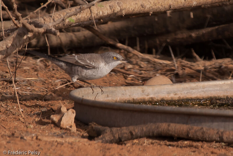 Barred Warbleradult