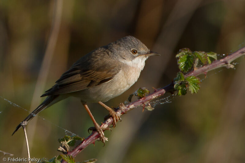 Common Whitethroatadult