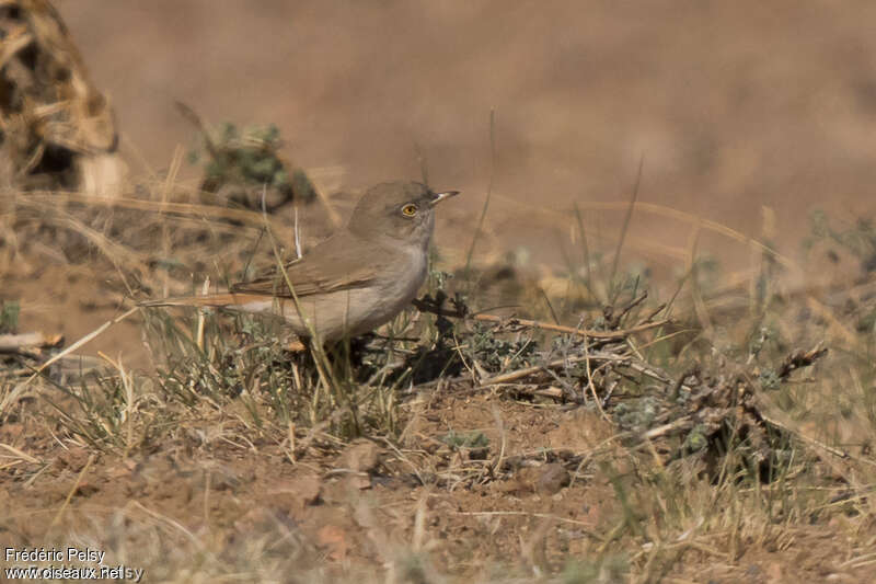 Asian Desert Warbleradult, identification