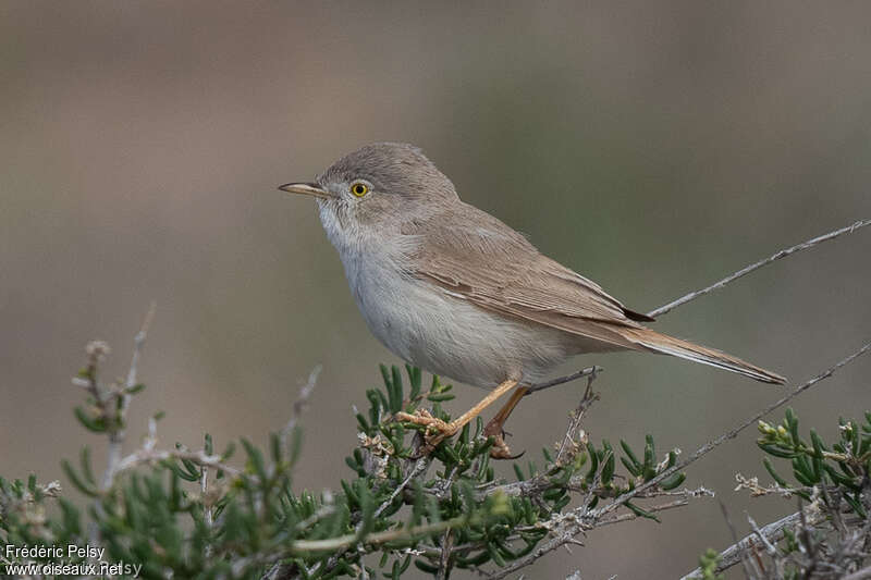 Asian Desert Warbler male adult breeding, habitat, pigmentation