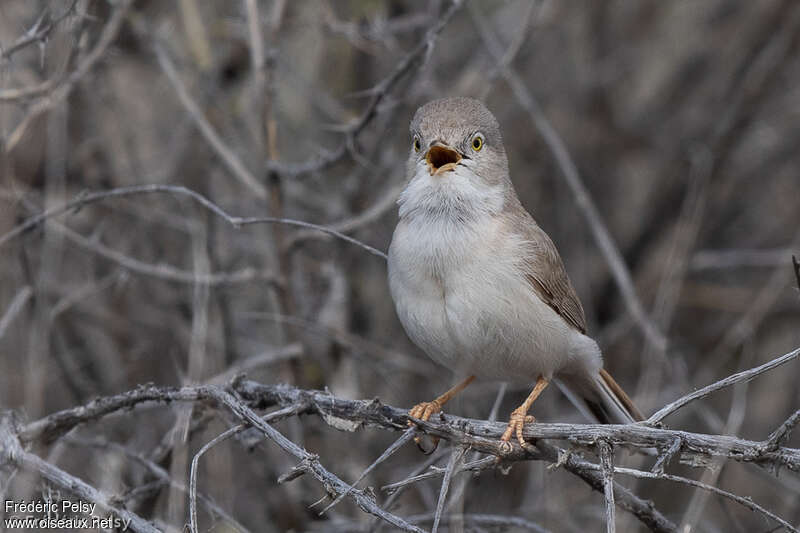 Asian Desert Warbler male adult breeding, song