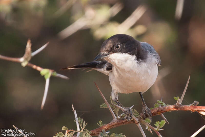 Eastern Orphean Warbler male adult, close-up portrait