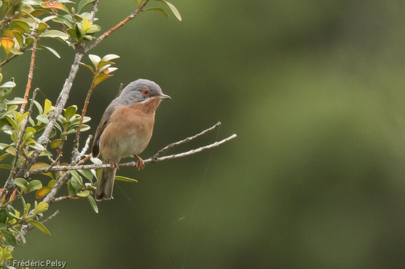 Western Subalpine Warbler male adult