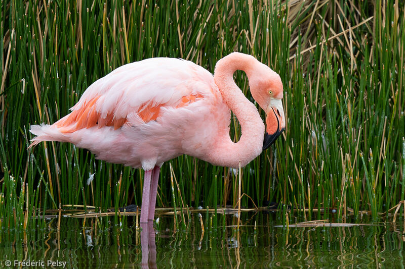 American Flamingo