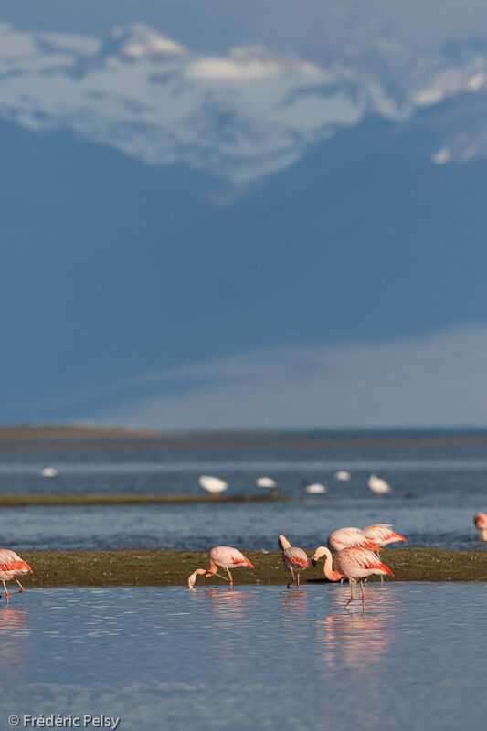 Chilean Flamingo