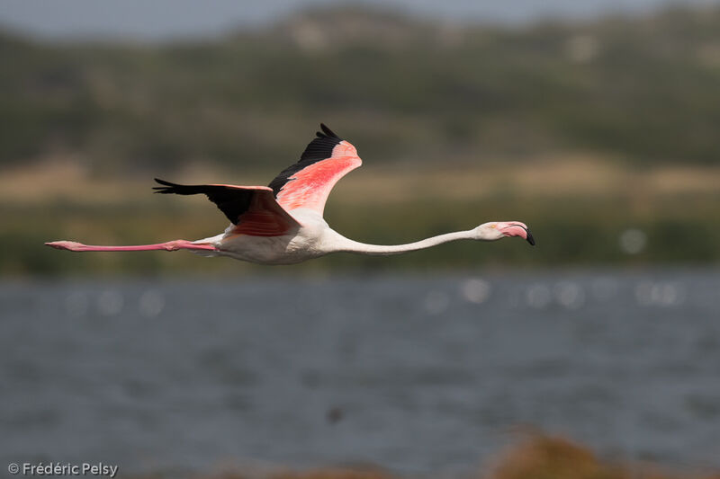 Greater Flamingoadult, Flight