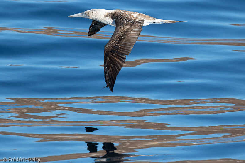 Blue-footed Booby