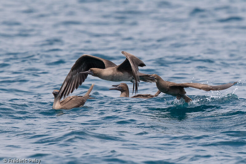 Fou à pieds rouges