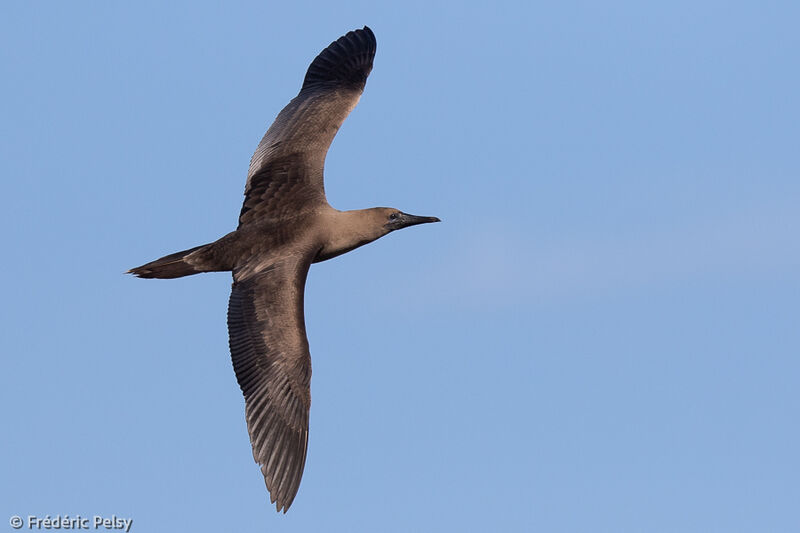 Red-footed Boobyimmature, Flight