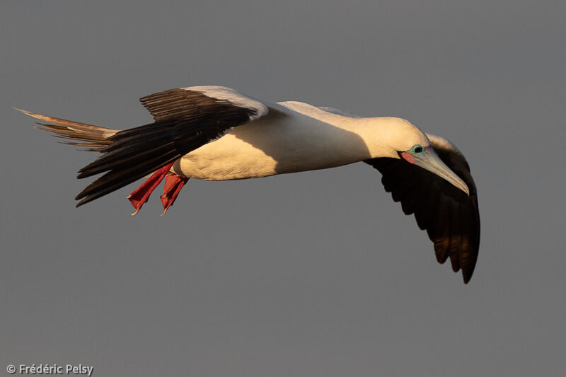 Red-footed Booby