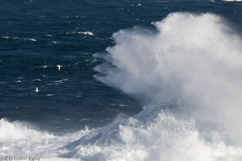 Northern Gannet, Flight