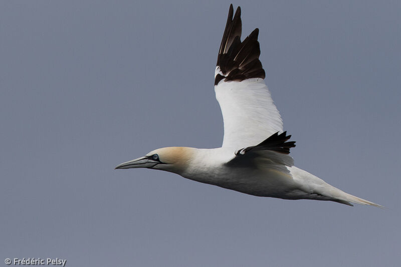 Northern Gannetadult, Flight