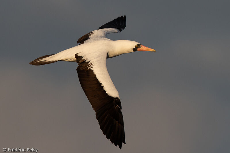 Nazca Booby, Flight