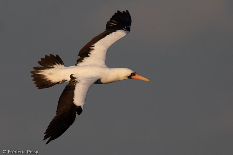 Nazca Booby, Flight