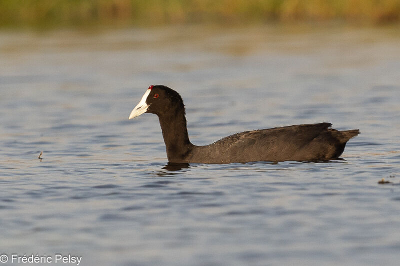 Red-knobbed Coot