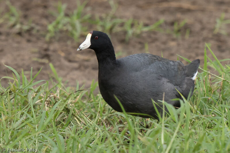 American Cootadult