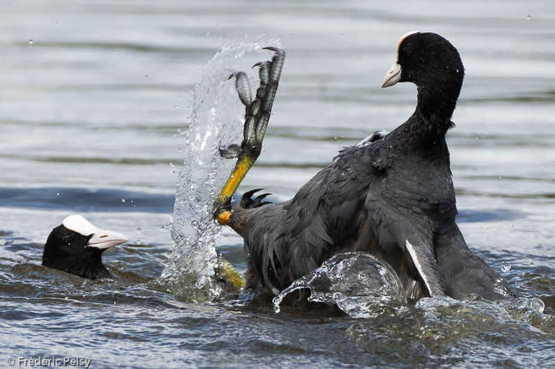 Eurasian Cootadult