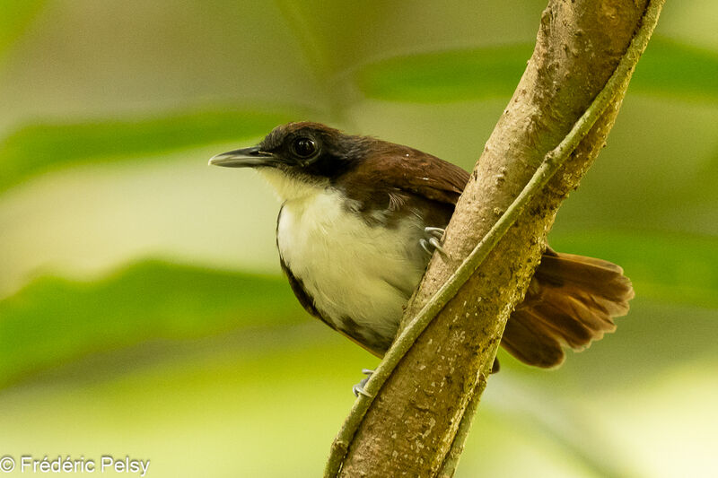 Bicolored Antbird