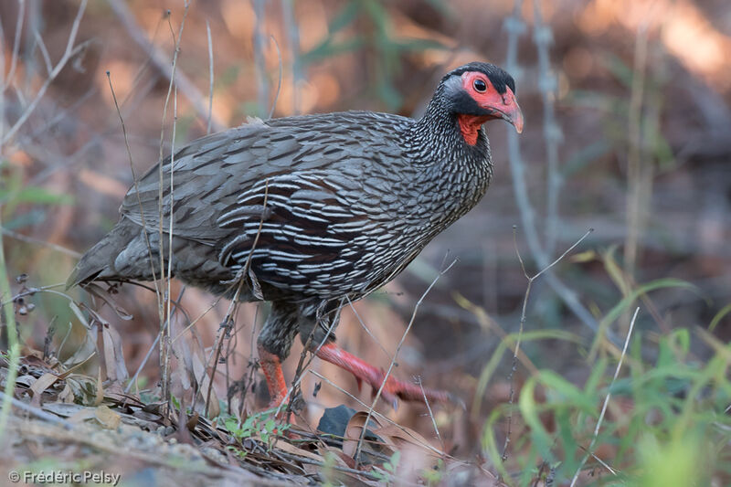 Francolin à gorge rougeadulte