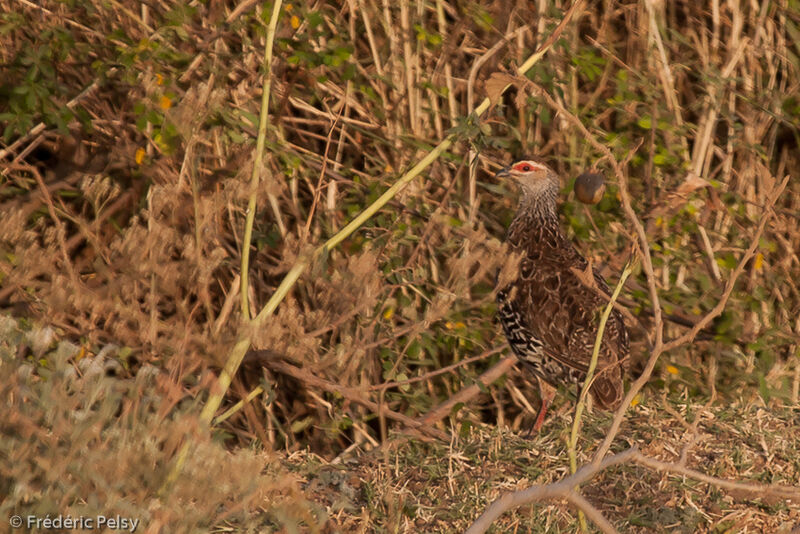 Clapperton's Spurfowl