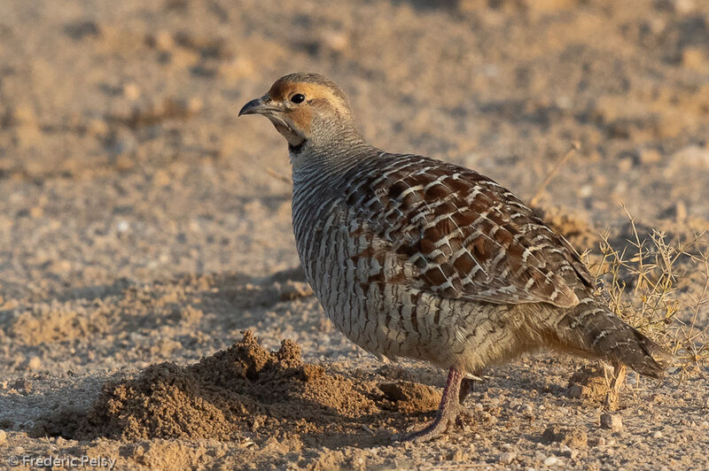 Grey Francolin