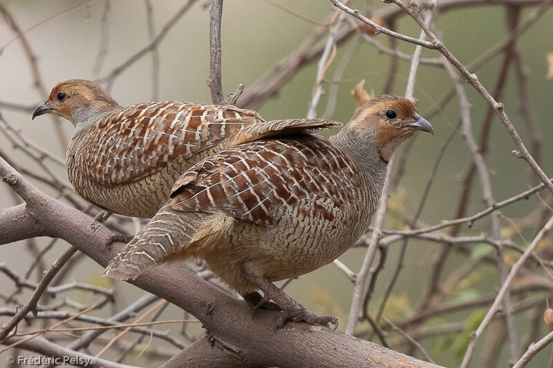 Grey Francolin