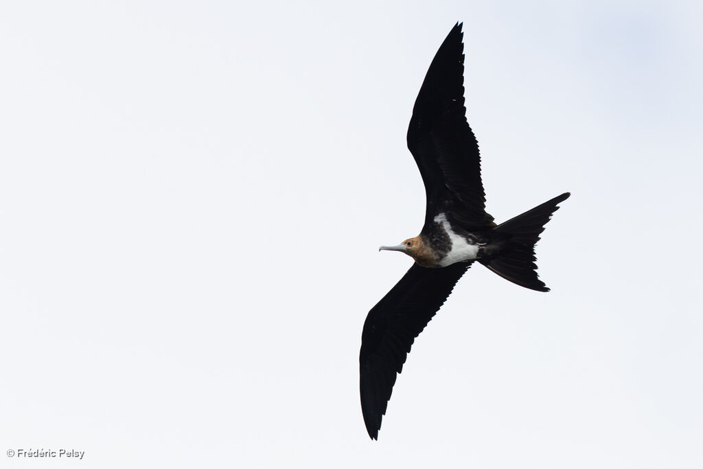 Frégate arieljuvénile, Vol