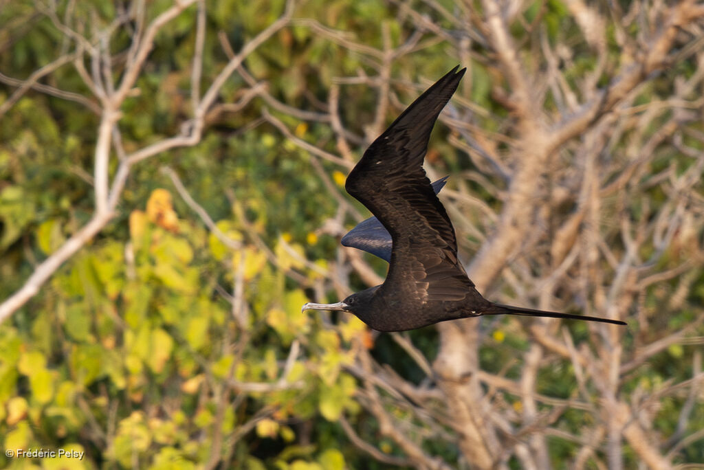 Frégate du Pacifique