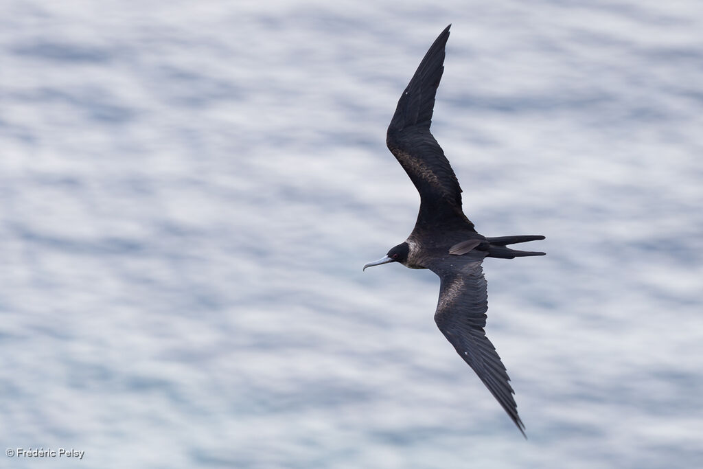 Frégate du Pacifique