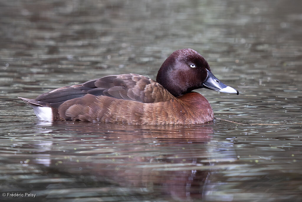 Fuligule austral mâle adulte
